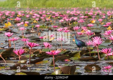 Moorhen unter den blühenden Lotusblumen (Nelumbo nucifera) am Pink Water Lilies Lake; Udon Thani, Thailand Stockfoto