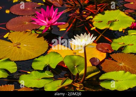 Blühende Lotusblumen (Nelumbo nucifera) auf dem Red Lotus Lake; Chiang Haeo, Thailand Stockfoto