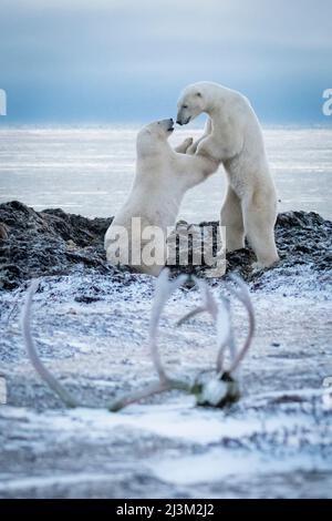 Zwei Eisbären (Ursus maritimus) ringen auf Hinterbeinen; Arviat, Nunavut, Kanada Stockfoto