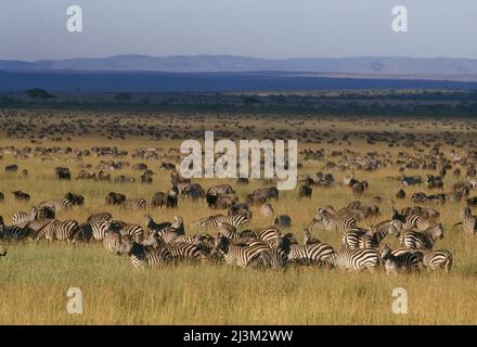 Herden von Zebra und Gnus auf der Serengeti.; Serengeti, Tansania, Afrika. Stockfoto