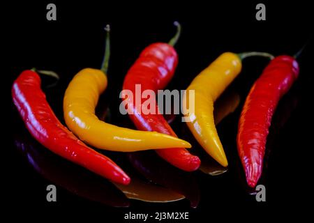 Chilischoten auf schwarzem Hintergrund. Frischer roter und gelber scharfer Chilischote. Stockfoto