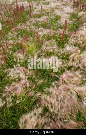 Wind weht Gräser und Blumen.; Hudson Bay, Ontario, Kanada. Stockfoto