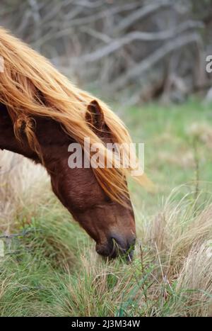 Die lange Mähne und der Vorstock eines weidenden wilden Ponys fallen ihm über die Augen.; Assateague Island National Seashore, Maryland. Stockfoto