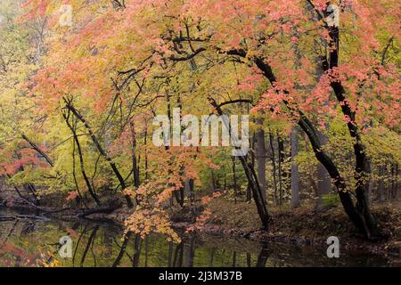 Herbstlaub entlang des C&O Canal; der Nationalpark von Cichapeake und Ohio Canal, Cabin John, Maryland Stockfoto