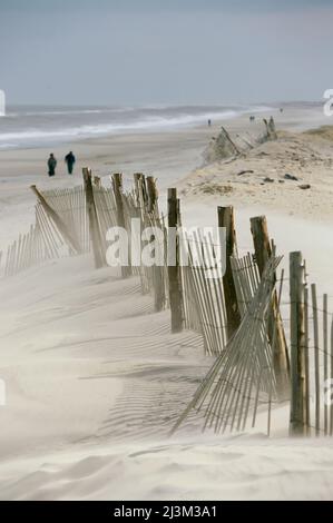 Ein Schneezaun erstreckt sich über eine Düne, um die Erosion einzudämmen.; Assateague Island National Seashore, Maryland. Stockfoto