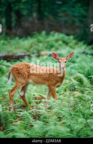 Ein Wildschwanzfawn steht in einem Wald, der von Farnen bedeckt ist.; Hickory Run State Park, Pennsylvania. Stockfoto