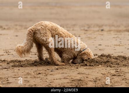 Blonde Kakapoo Hund graben im Sand am Strand; Sunderland, Tyne und Wear, England Stockfoto