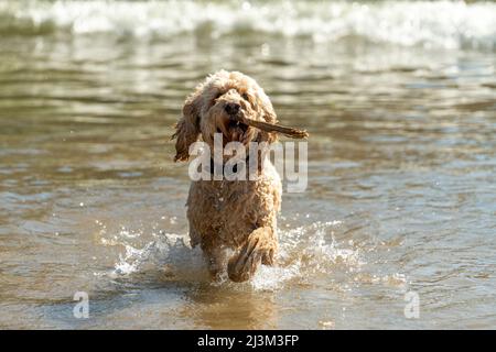 Der blonde Kakadu läuft nach der Abholung mit einem Stock im Mund zurück ans Ufer; South Shields, Tyne and Wear, England Stockfoto