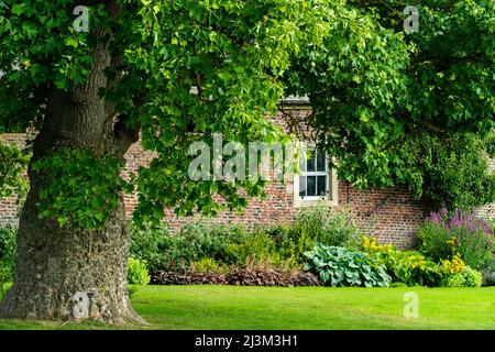 Englisches Häuschen mit blühenden Pflanzen im Garten und einem großen Baum im Hof; Darlington, Durham, England Stockfoto