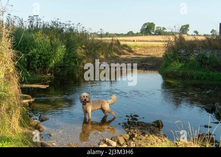 Der blonde Kakadu-Hund steht im seichten Wasser eines Teiches mit Ackerland im Hintergrund; Ravensworth, Richmondshire, England Stockfoto