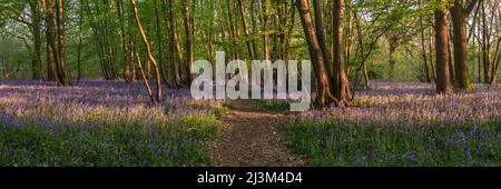 Ein gut ausgetretender Pfad führt durch einen Wald von Bluebells, die die letzten Sonnenstrahlen fangen; Ditchling, East Sussex, England Stockfoto