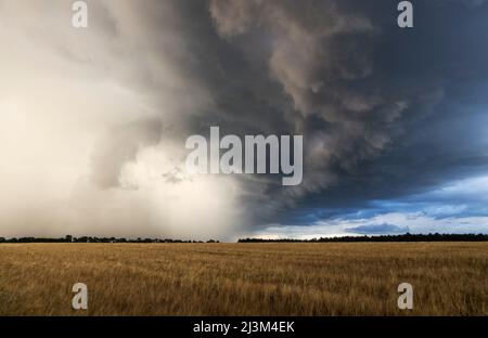 Eine riesige Arcus-Wolke von einem schweren Gewitter fegt an einem stürmischen Tag in England über ein Weizenfeld; Thetford, Cambridge, England Stockfoto