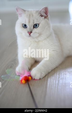Hübsche junge Katze, die sich hinlegt und geradeaus schaut, Halbkörperansicht, silberne britische Kurzhaarkatze, schöne große blaue Augen, weiß Stockfoto