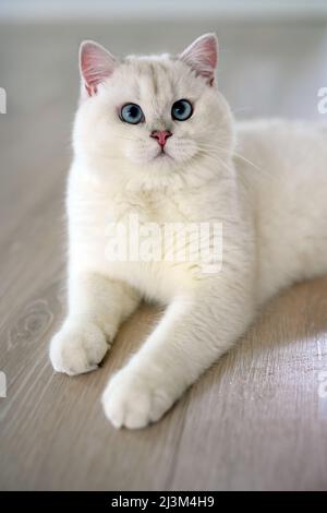 Hübsche junge Katze sitzt in einer liegenden Position und schaut nach oben. Blick von oben, silberne Britische Kurzhaar-Katze, schöne große blaue Augen, weiße Wettkampfklasse Stockfoto