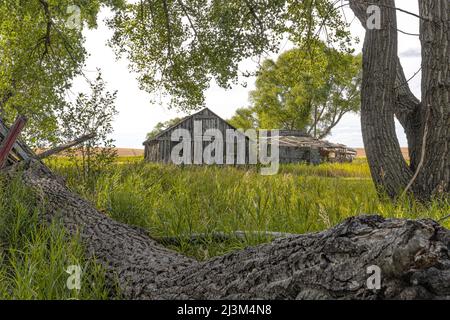 Verlassene Hütte und Werkzeugschuppen im ländlichen Saskatchewan; Saskatchewan, Kanada Stockfoto