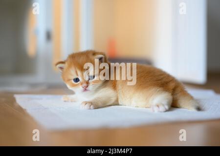 Britische Kurzhaar Golden Kätzchen sitzen auf weißem Tuch auf Holzboden im Zimmer, Baby Kätzchen lernen zu gehen und zu spielen frech. Schöne Haltung, rein und Stockfoto