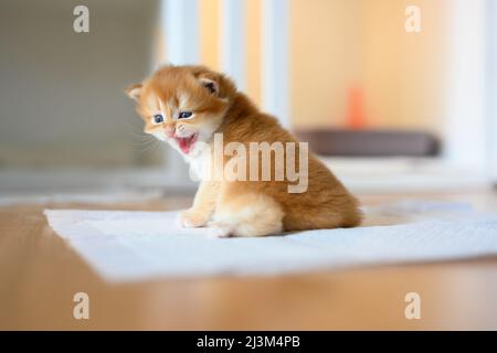 Britische Kurzhaar Golden Kätzchen sitzen auf weißem Tuch auf Holzboden im Zimmer, Baby Kätzchen lernen zu gehen und zu spielen frech. Schöne Haltung, rein und Stockfoto