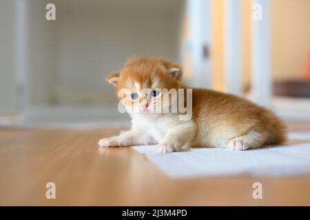 Britische Kurzhaar Golden Kätzchen sitzen auf weißem Tuch auf Holzboden im Zimmer, Baby Kätzchen lernen zu gehen und zu spielen frech. Schöne Haltung, rein und Stockfoto