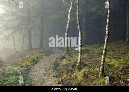 Der Kiesweg schlängelt sich an drei silbernen Birken vorbei, bevor er im Garbutt Wood Nature Reserve in einem dichten, von Nebel umhüllten Wald verschwindet Stockfoto