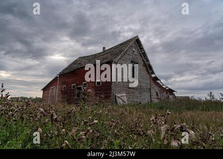 Verlassene Scheune im ländlichen Saskatchewan; Prinz Albert, Saskatchewan, Kanada Stockfoto