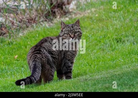 Fiffi Katze im Garten Stockfoto