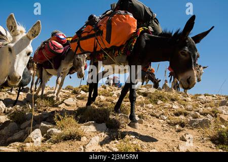 Ein internationales Expeditionsteam von Höhlenforschern wird von Eseln durch Usbekistans Boysuntov-Range transportiert.; Usbekistan. Stockfoto