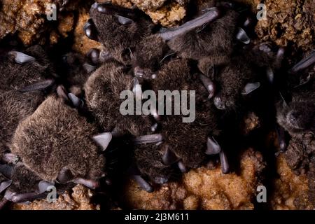 Dicht gepackte kleine Fledermäuse schlafen auf dem Dach der Cueva de Villa Luz in Tabasco, Mexiko.; Tabasco State, Mexiko. Stockfoto