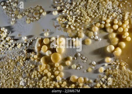 Höhlenperlen auf dem Boden der Höhle von Lechuguilla.; Carlsbad Caverns National Park, New Mexico. Stockfoto