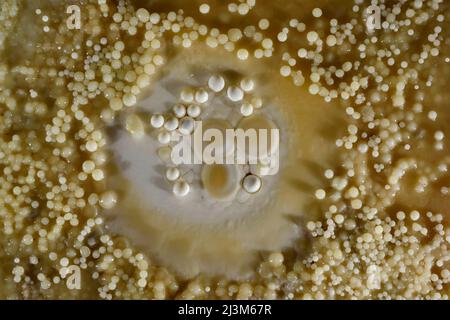 Höhlenperlen auf dem Boden der Höhle von Lechuguilla.; Carlsbad Caverns National Park, New Mexico. Stockfoto