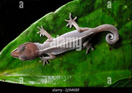 Ein Katzengecko im Gunung Mulu National Park.; Gunung Mulu National Park, Sarawak, Borneo, Malaysia. Stockfoto