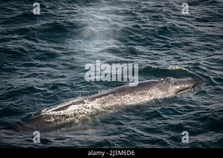 Seier Wal (Balaenoptera borealis), der am Eingang des Beagle-Kanals, der Antarktis, auftauchte Stockfoto