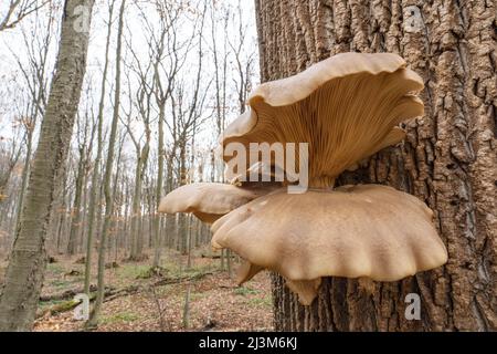 Austernpilze (Pleurotus ostreatus), die aus einem Baumstamm wachsen; London, Ontario, Kanada Stockfoto