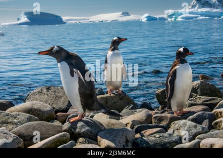 Cuverville Island ist die Heimat der größten Pinguinkolonie (Pygoscelis papua) der Antarktis; der Antarktis Stockfoto