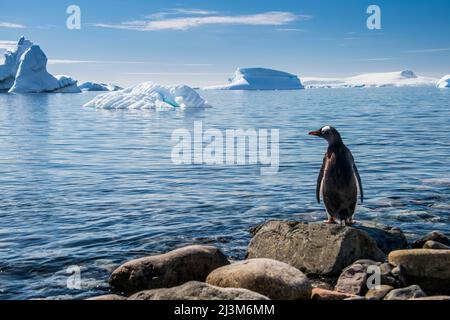 Cuverville Island ist die Heimat der größten Pinguinkolonie (Pygoscelis papua) der Antarktis; der Antarktis Stockfoto