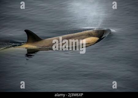Orca (Orcinus Orca) am frühen Morgen durch den Lemaire-Kanal; Antarktis Stockfoto