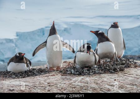 Nisten von Gentoo-Pinguinen (Pygoscelis papua) in Port Lockroy; Antarktis Stockfoto