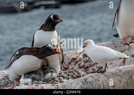 Ein Paar Gentoo-Pinguine (Pygoscelis papua) warnt einen unerwünschten Vogel vor den beiden Küken auf ihrem Nest, auf Port Lockroy; Antarktis Stockfoto