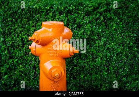 Leuchtend gelber Hydrant vor einer grünen Hecke. Stockfoto