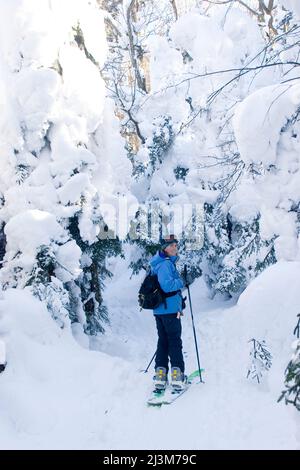 Eine Frau auf einem Split-Snowboard-Langlaufskiern vorbei an schneebedeckten Bäumen.; Canaan Valley, West Virginia. Stockfoto