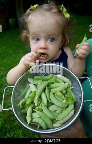 Ein blauäugiges, neun Monate altes Mädchen frisst Erbsen aus ihrem Garten.; Cabin John, Maryland. Stockfoto