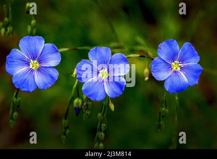 Nahaufnahme der Flachsblüten (Linum usitatissimum); Calgary, Alberta, Kanada Stockfoto