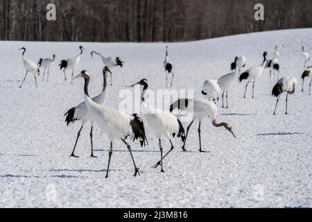 Japanische Kraniche (Grus japonensis) am Tsurui-Ito Tancho Sancturary auf Hokkaido. Während der Hochsaison können mehr als 300 Krane an einem... Stockfoto