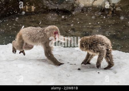 Japanische Schneemaffen (Macaca fuscata) im Winter. Am Fuße des Joshinetsu Kogen National Park gelegen, ist der Jigokudani Monkey Park – oft ... Stockfoto