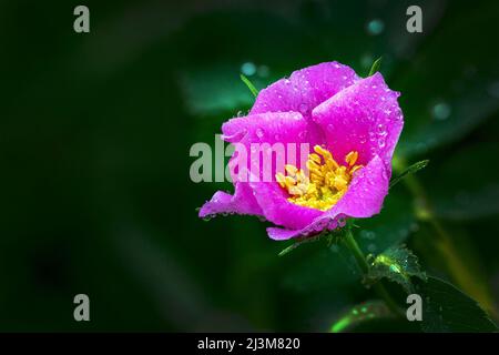 Nahaufnahme einer rosa Wildrose mit Wassertropfen; Calgary, Alberta, Kanada Stockfoto