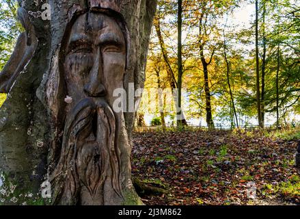 Gesichter in Baumstamm in einem Park im Herbst geschnitzt; Cambo, Northumberland, England Stockfoto