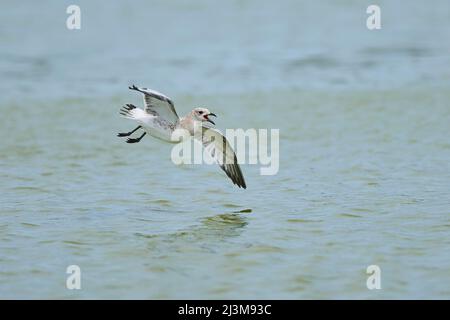 Jungmöwe (Larus michahellis) im Flug über dem Wasser, Parc Naturel Regional de Camargue; Camargue, Frankreich Stockfoto