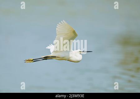 Silberreiher (Ardea alba) im Flug über dem Wasser, Parc Naturel Regional de Camargue; Camargue, Frankreich Stockfoto