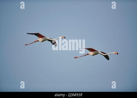 Zwei große Flamingos (Phoenicopterus roseus) fliegen zusammen am blauen Himmel, Parc Naturel Regional de Camargue; Frankreich Stockfoto