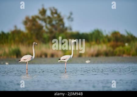 Zwei große Flamingos (Phoenicopterus roseus), die im flachen Wasser stehen, Parc Naturel Regional de Camargue; Frankreich Stockfoto