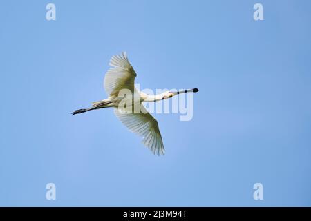 Eurasischer Löffler oder gewöhnlicher Löffler (Platalea leucorodia), der in einem blauen Himmel fliegt, Parc Naturel Regional de Camargue; Camargue, Frankreich Stockfoto